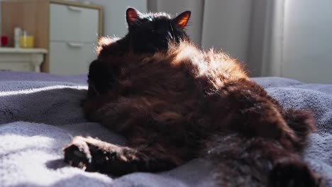 Schwarze-Katze,-Die-Am-Bett-Kühlt-Und-Sich-Wäscht