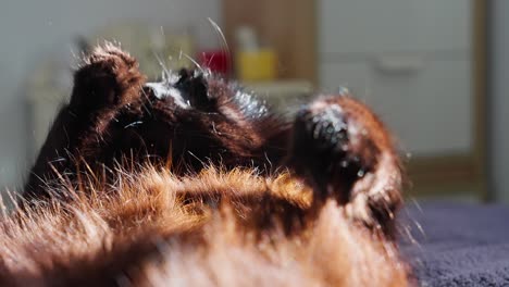 Handheld-shot-of-black-cat-cleaning-itself-and-relaxing-in-slow-motion