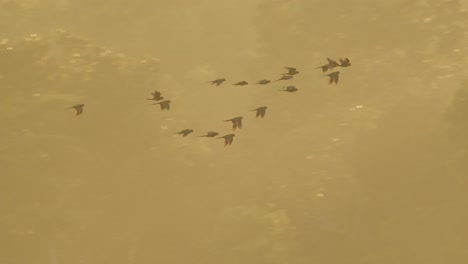 Herde-Rotbauchiger-Aras,-Die-über-Den-Peruanischen-Tambopata-Regenwald-In-Peru-Fliegen