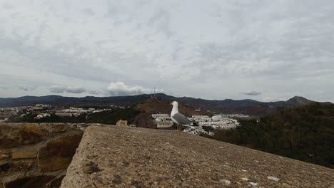 Handheld-view-of-two-seagulls-at-high-panorama-viewpoint-with-landscape-in-background
