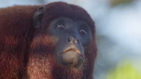 Close-up-of-howler-monkey-at-Tambopata-National-Reserve,-Madre-de-Dios-in-Peru