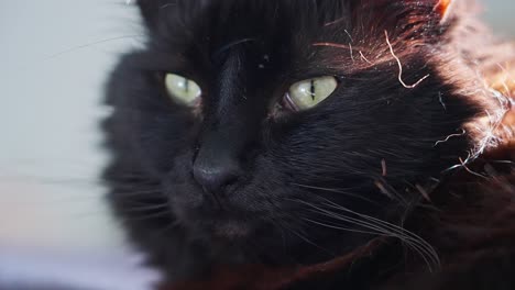 Close-up-of-domestic-black-cat