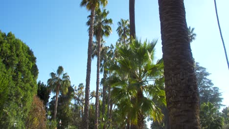 Los-Angeles-sidewalk-with-palm-trees,-slow-Gimbal-shot,-looking-up-towards-the-blue,-sunny-sky