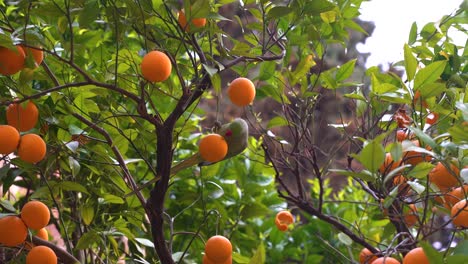 Papagei,-Der-Orangen-Vom-Baum-Isst,-Nahaufnahme-Der-Handheld-Ansicht