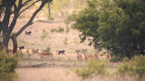 Baboon-monkeys-running-past-impala-antelope-herd-in-african-savannah