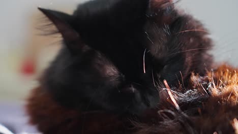 Schwarze-Katze-Wäscht-Sich-In-Zeitlupe