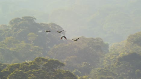 Southern-mealy-parrots-fly-over-lush-rainforest-canopy,-Peru