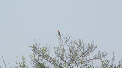 White-bellied-parrot-sitting-on-the-tip-of-a-tree-calling-against-the-plain-blue-sky
