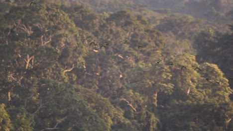 Ein-Schwarm-Kastanienstirnaras-Fliegt-Im-Tambopata-Nationalreservat-In-Den-Dschungel