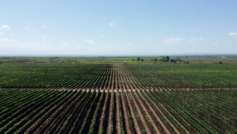 Weinanbaugebiet-Uco-Tal-In-Mendoza,-Argentinien