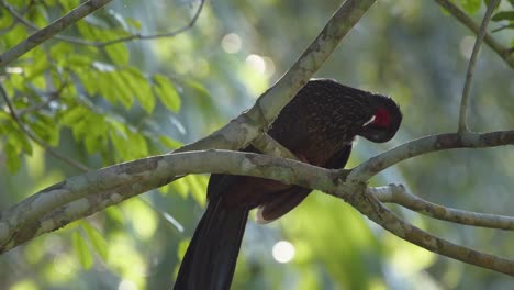 Close-up-of-Spix's-guan-or-Penelope-jacquacu-bird-perched-on-tree-branch