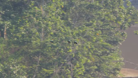 Drei-Mehlige-Papageien-Fliegen-über-Fluss,-Kamerafahrt