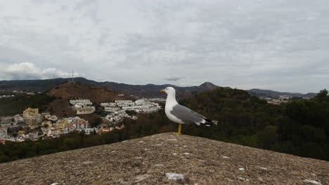 Close-view-of-magnificent-seagull-sitting-on-top-of-wall-against-city-panorama