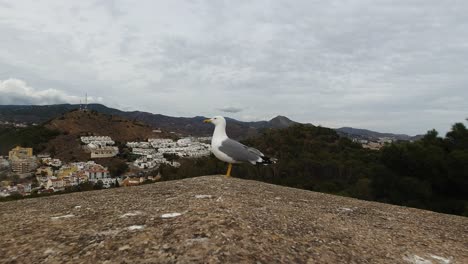 Curious-and-cautious-seagull-sitting-on-top-of-stone-wall-against-green-landscape-on-cloudy-day