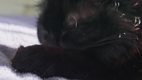 Nahaufnahme-Einer-Schwarzen-Katze,-Die-Ihre-Pfote-Wäscht