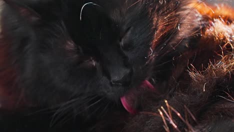 Gato-Negro-Doméstico-Lavándose
