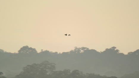 Three-Red-bellied-macaw-fly-in-the-late-evening-sky-over-the-tree-line