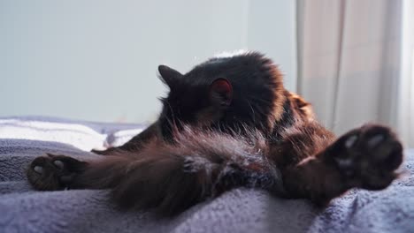 Gato-Negro-Limpiándose-Mientras-Se-Relaja-En-La-Cama