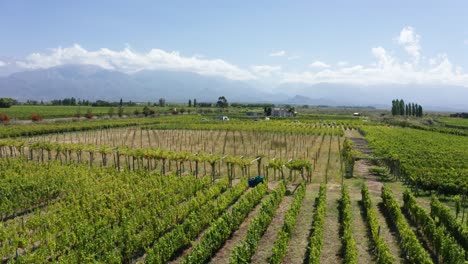 Aerial-drone-view-of-fresh-green-grape-vineyard-below-blue-sunny-sky