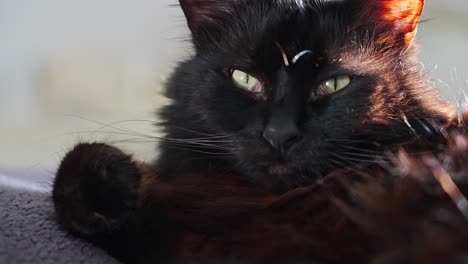 Gato-Negro-Mirando-A-La-Cámara-En-Cámara-Lenta