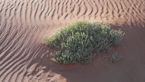 Green-bush-growing-in-wavy-sand-of-Sahara-desert,-close-up-handheld-view