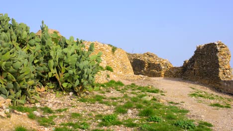 Blick-Auf-überwuchernde-Grüne-Kakteenpflanzen-In-Den-überresten-Einer-Alten-Mittelalterlichen-Burg-In-Cervera-Del-Maestre,-Provinz-Castellon,-Spanien-Tagsüber