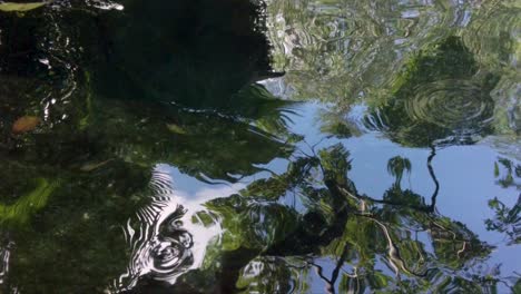 Close-up-of-the-reflection-on-the-water-of-a-cenote-in-Tulum-Mexico