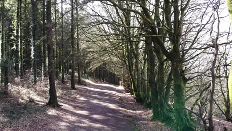 Forward-shot-along-a-woodland-path-on-a-spring-day-with-the-sunlight-shining-through-the-trees