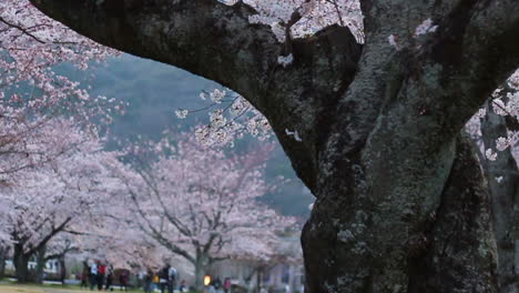 Video-Panorámico-De-Grandes-Cerezos-En-Flor-En-El-Atrio-Del-Parque-Arashiyama-Cerca-Del-Anochecer-Con-Los-Asistentes-Al-Parque-En-El-Fondo