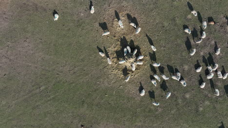 Rosedale-Abbey,-North-York-Moors-National-Park,-overhead-shot-of-sheep-feeding,-eating-hay-from-feeder