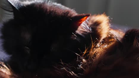 Handheld-close-up-shot-of-black-cat-washing-itself-in-slow-motion