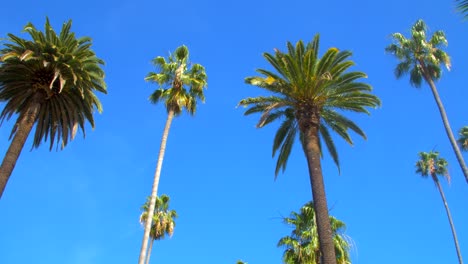 Palm-trees-in-front-of-blue-sky,-low-angle-pan-shot