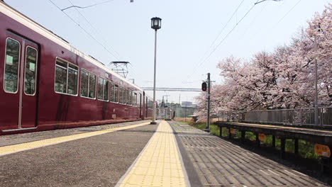 Der-Tiefrote-Hankyu-Zug-Fährt-Am-Offenen-Bahnsteig-Mit-Voller-Sakura-Blüte-Im-Bahnhof-Arashiyama-Vorbei