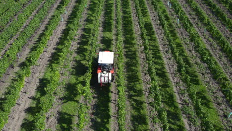 Tractor-driving-in-vineyard-row-between-green-grapevine-plants