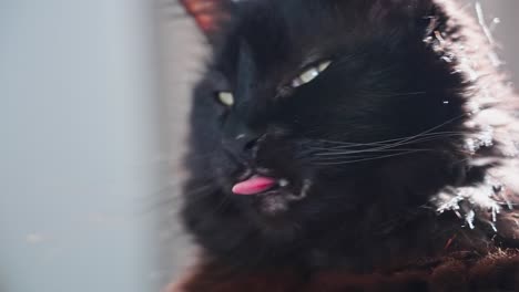 Close-up-of-black-cat-face