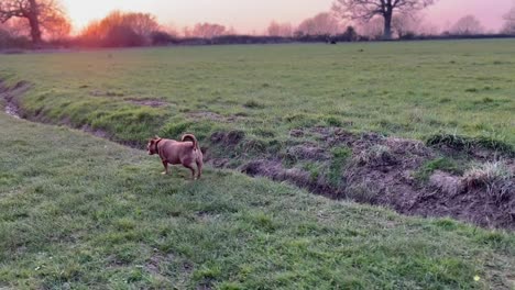 Kleiner-Brauner-Hund,-Der-Während-Der-Goldenen-Stunde-Sehr-Spät-In-Der-Englischen-Landschaft-Durch-Die-Landschaft-Läuft