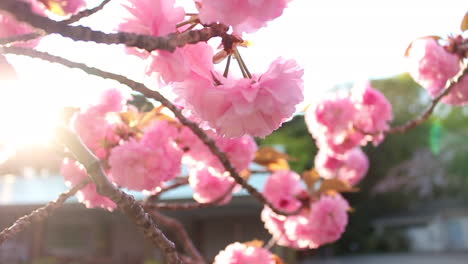 Close-up-of-Kikuzakura-Sakura-flower-in-the-wind-with-orange-sunset-lens-flare