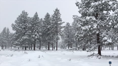 Winter-storm-in-the-forest