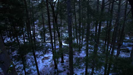 Smooth-drone-video-footage-descending-through-a-beautiful-snowy-pine-forest-in-winter