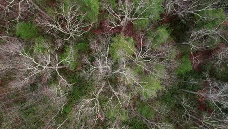 Imágenes-De-Video-De-Drones-Aéreos-Que-Se-Elevan-Sobre-Las-Hermosas-Montañas-Apalaches