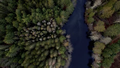 Aerial-drone-top-down-bird's-eye-video-footage-of-a-pine-forest-and-pond-in-the-Appalachian-mountains