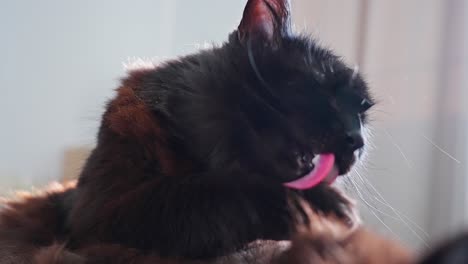 Black-cat-cleaning-its-paw-in-slow-motion