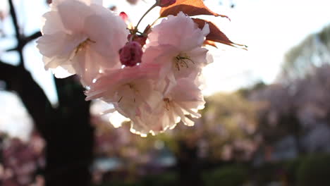 Close-up-of-Yamazakura-Sakura-blossom-in-the-wind-with-orange-sunset-lens-flare