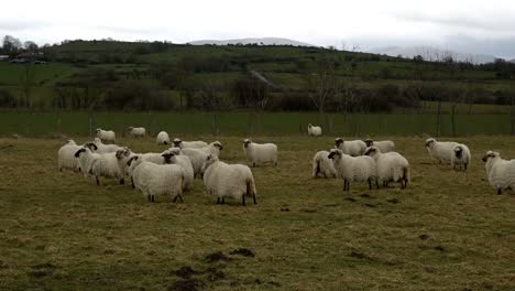 herd-of-latxa-sheep-in-the-basque-country