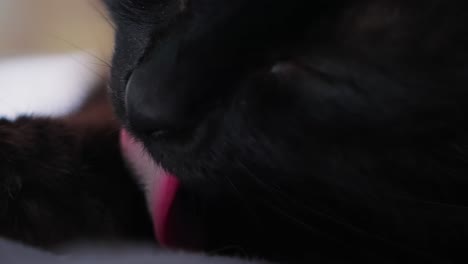 Close-up-of-cat's-face-and-tongue-washing-itself