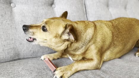 Süßer-Brauner-Jack-Russel-Hund,-Der-Eifrig-Auf-Einem-Leckeren-Knochen-Kaut,-Alter-Kreuzungshund,-Der-Das-Leben-Genießt