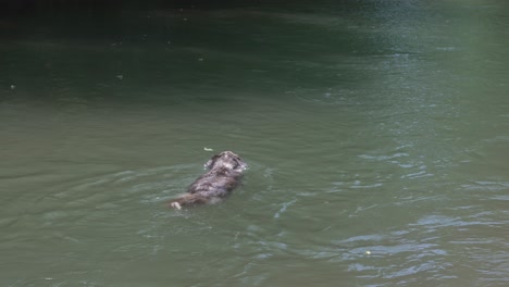 Australischer-Schäferhund,-Der-Im-Elf-punkt-fluss,-Thomasville,-Missouri-Schwimmt