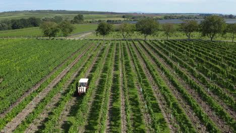 A-small-farming-tractor-spays-fertilizer-between-rows-of-grapevines-for-wine-production,-aerial