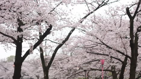 Panning-mid-shot-of-cherry-blossom-trees-full-of-white-pink-sakura-with-lanterns-underneath-osaka-castle