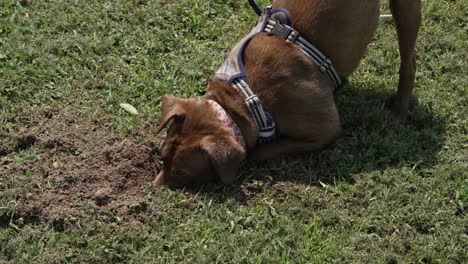 Brown-dog-digging-a-hole-in-the-ground-tight
